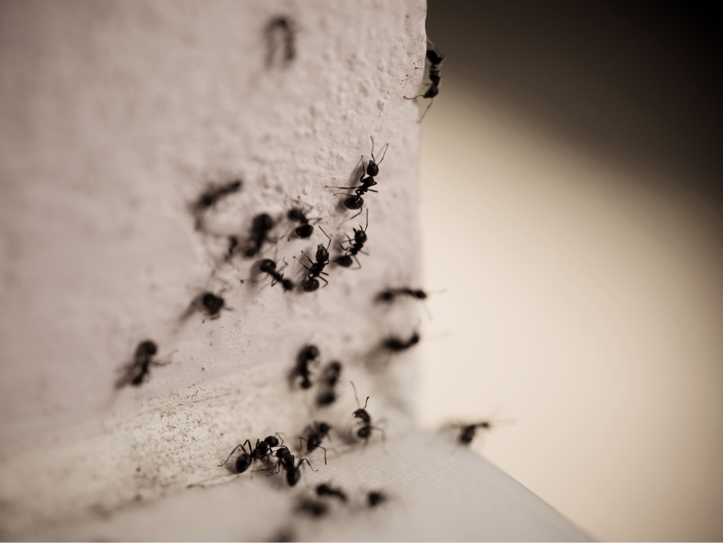 Combattez les fourmis autrement cette année!
