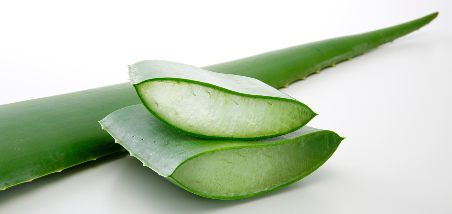 Bannière aloe vera