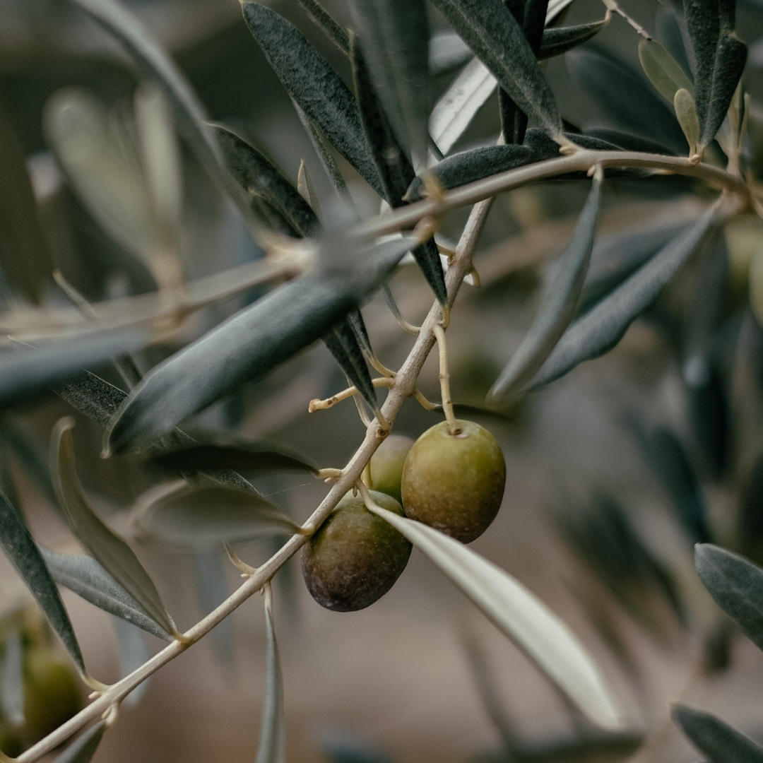 L'olive, au cœur de notre promesse