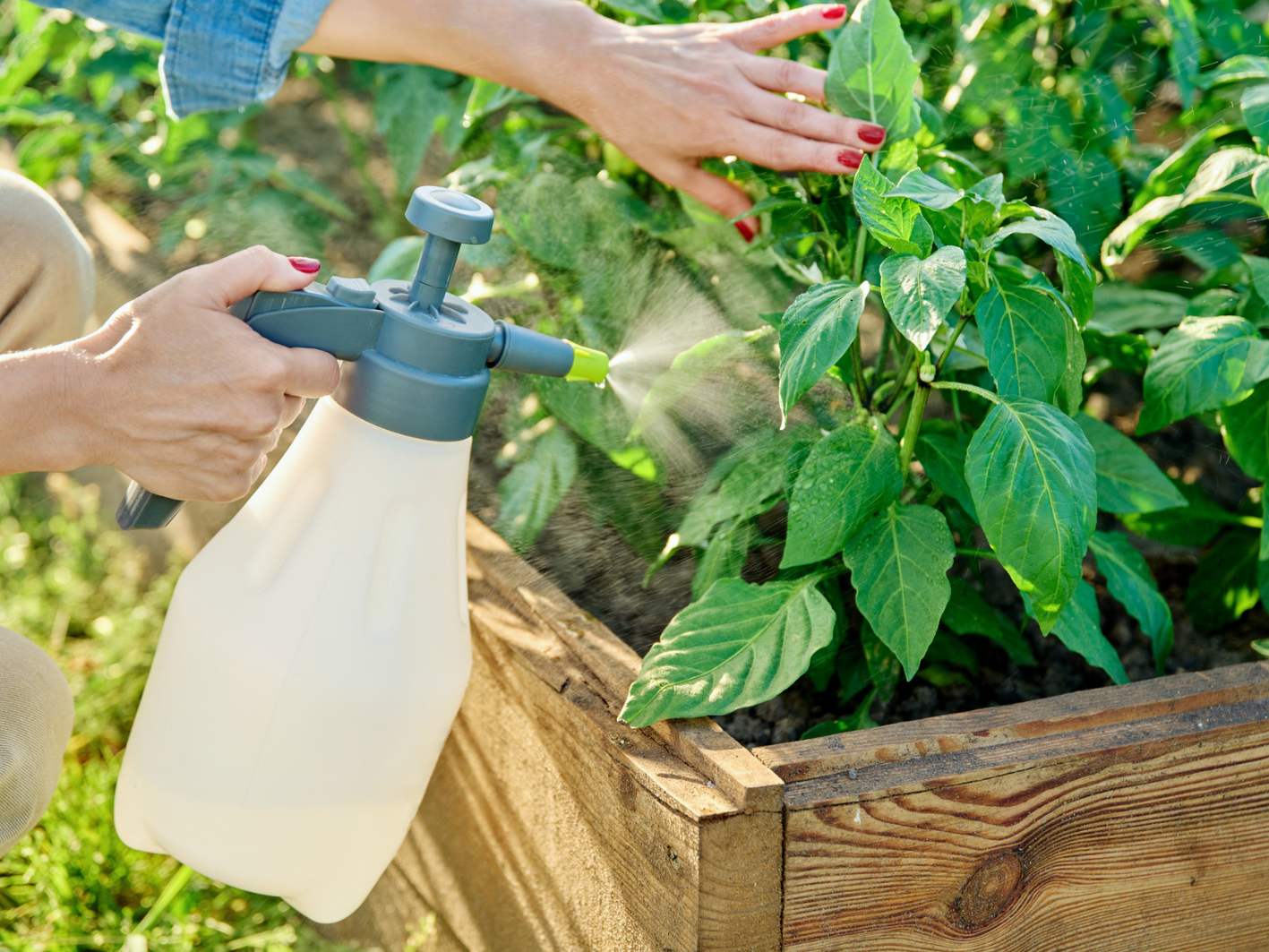 How to use black soap for plants in the garden?