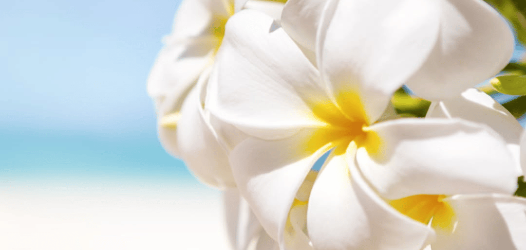 Bienfaits de la fleur de Tiaré (Monoï de Tahiti) sur la plage