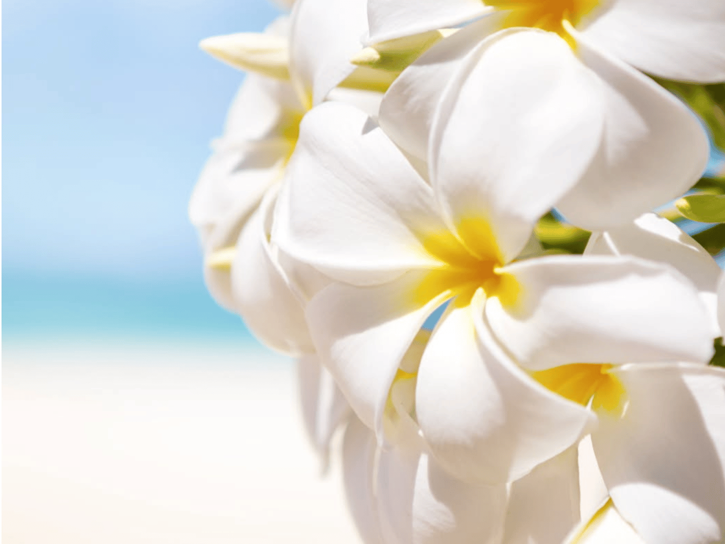 Les bienfaits de la fleur de tiaré pour la peau et les cheveux